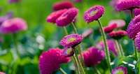 Blumenbeet