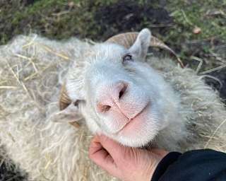 Schaf Elfi